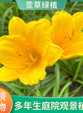 萱草盆栽苗耐寒耐热多年生宿根花卉庭院花园花镜植物耐热耐寒好养