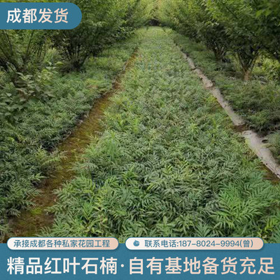 狭叶十大功劳树苗植被绿化苗木灌木基地直发 工程园林植物 造景苗