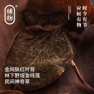候物 金网脉金线莲林下野培南靖金线莲整株高端食材泡水煮汤