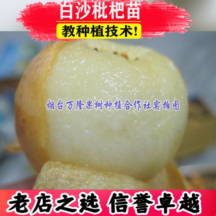 白沙枇杷苗树 白肉枇杷嫁接果树 南北方种植当年结果琵琶特大地栽