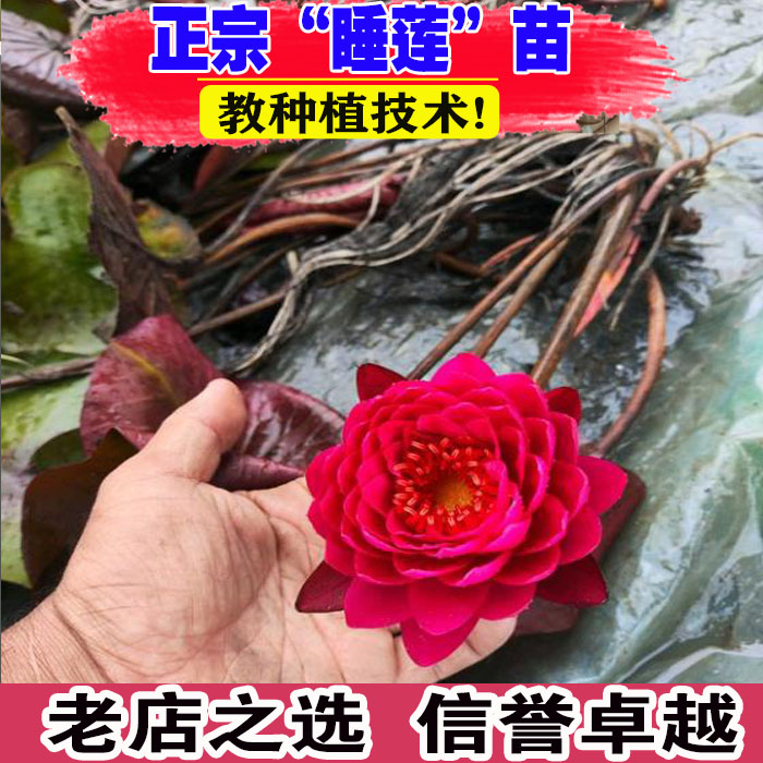 山东基地睡莲水培植物带花苞发货