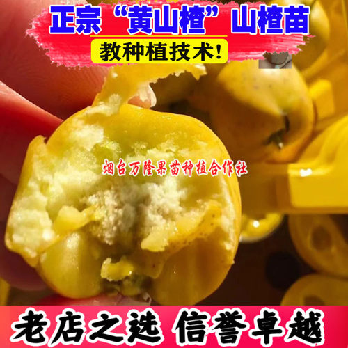 山楂树活苗嫁接黄山楂树苗黄金果