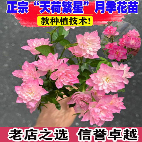 壮苗）山东基地天荷繁星多头月季