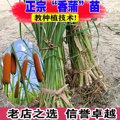 山东基地香蒲苗池塘湿地公园绿化