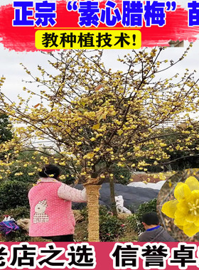 腊梅花树苗庭院地栽耐寒冬季开花卉植物阳台浓香原生高杆素心腊梅
