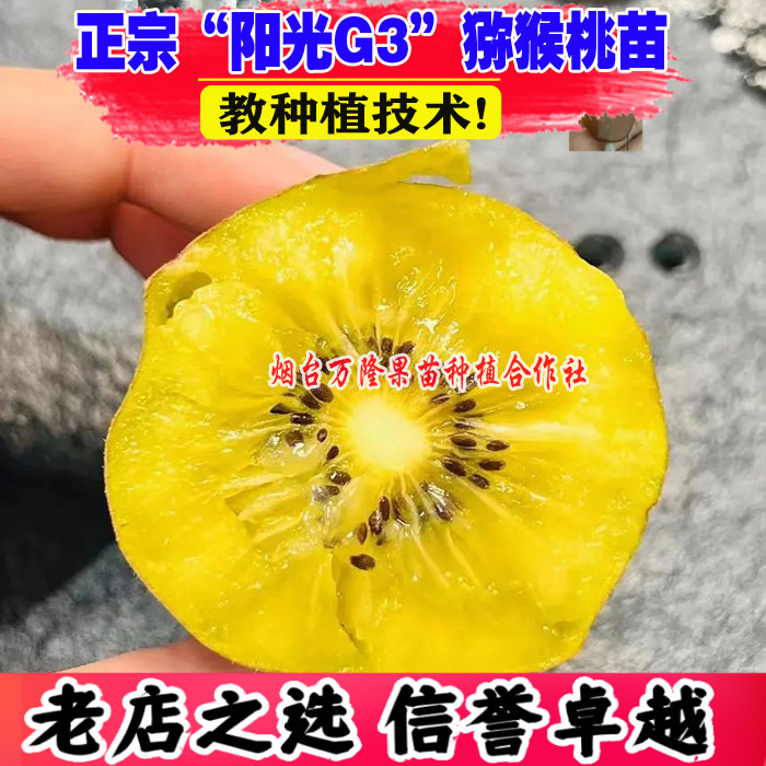 阳光金果G3猕猴桃苗黄心奇异果