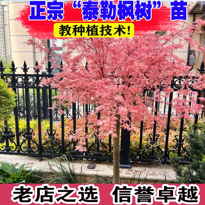 壮苗）山东基地泰勒枫树粉色枫叶图片