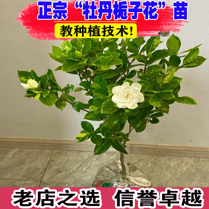 重瓣大叶牡丹栀子花盆栽独杆栀子花苗绿植带花苞客厅庭院种植耐寒
