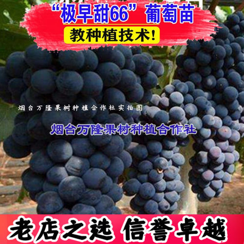 极早66葡萄苗树特大南方北方种植