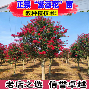 紫薇树苗庭院种植红火箭紫薇花树苗丛生百日红花卉耐寒四季植物