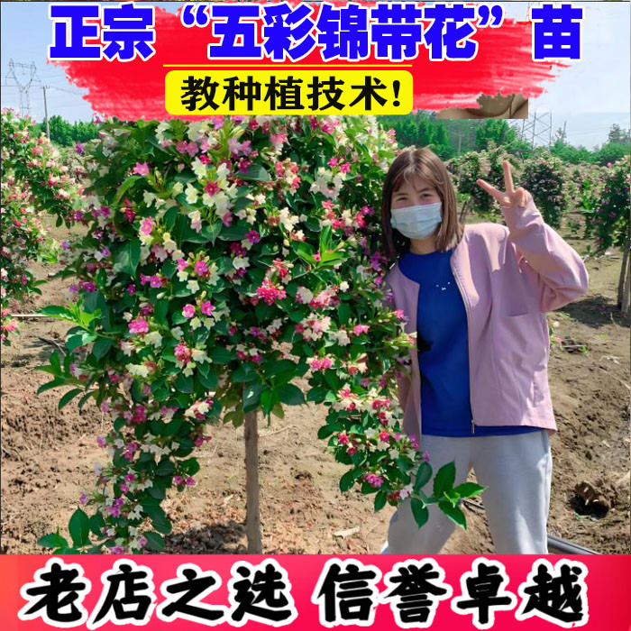 （壮苗）山东基地五彩锦带花树苗