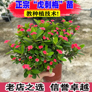 虎刺梅盆栽四季铁海棠老桩大苗多年生植物花期长室内外带花苞发货