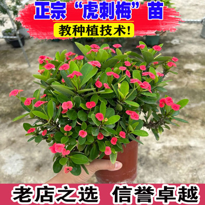 （壮苗）山东基地虎刺梅盆栽
