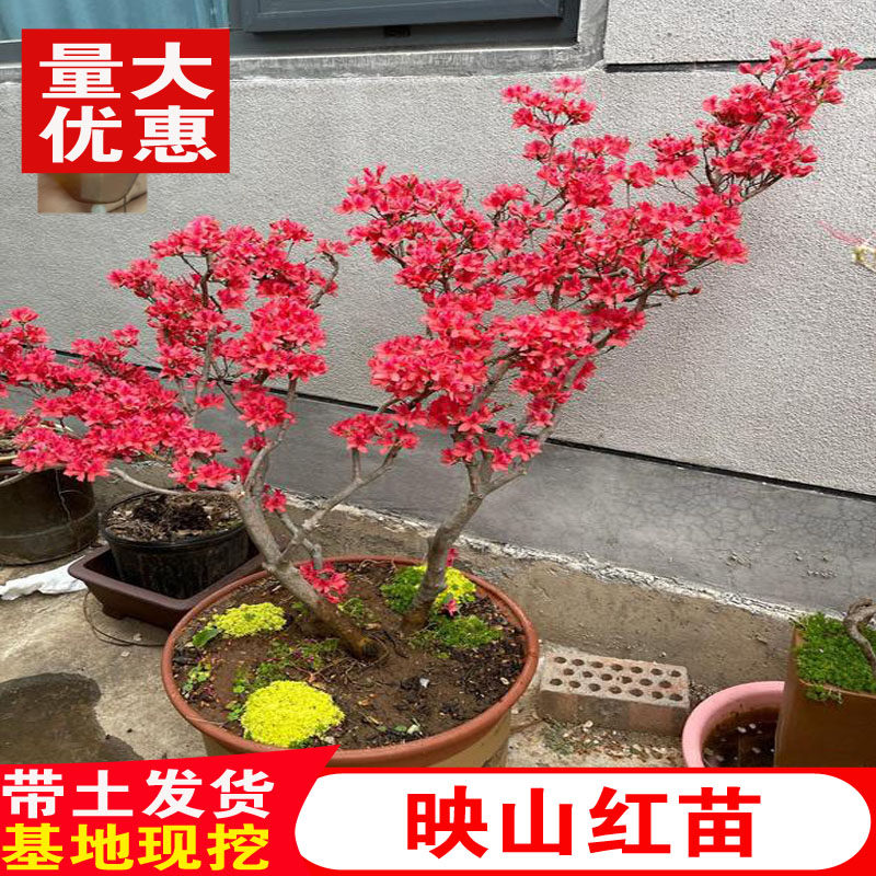 双季映山红树苗当年开花毛杜鹃花苗南方北方种植耐寒盆栽地栽花卉图片