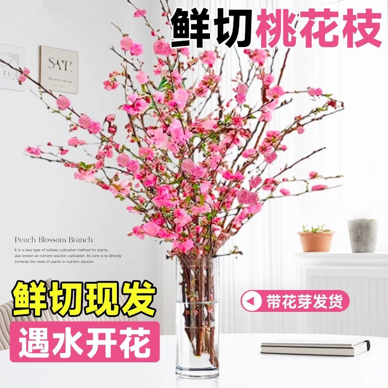 桃花枝条鲜花遇水开花插水培植物鲜切花卉盆栽树腊梅室内好养客厅