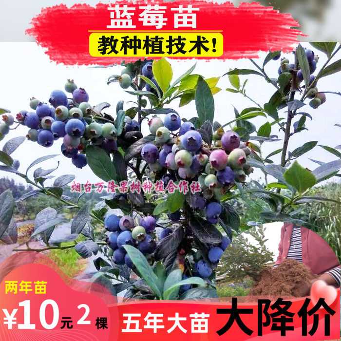 蓝莓树苗新品种蓝梅水果苗盆栽地栽南方北方种植阳台庭院当年结果