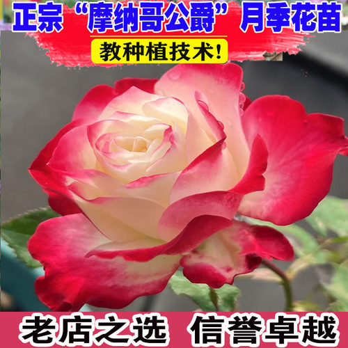 （壮苗）山东基地摩纳哥公爵月季