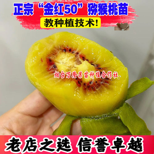 嫁接金红50猕猴桃苗红心奇异果