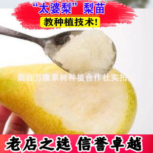 太婆梨树果苗香软茄梨子香蕉梨葫芦软大头梨当年结果南方北方种植