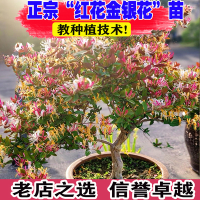 （壮苗）山东基地红色金银花树苗