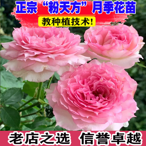 （壮苗）山东粉色天方夜谭月季花