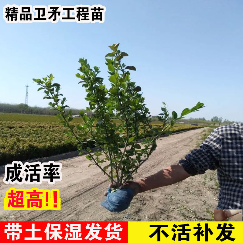 卫矛苗球大叶冬青黄杨瓜子黄杨四季常青耐寒别墅庭院绿篱工程苗木