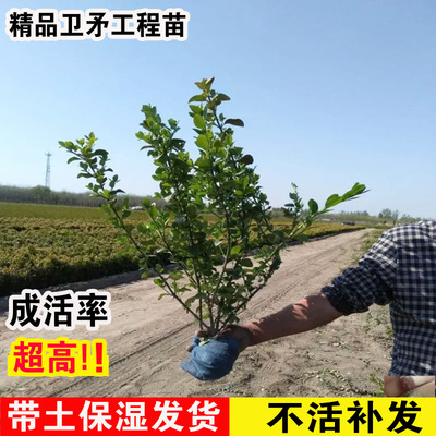 卫矛苗卫矛球冬青树苗瓜子黄杨四季常青耐寒别墅庭院绿篱工程苗木