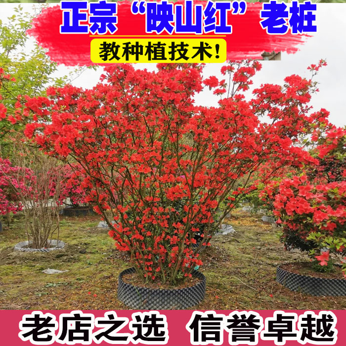 （壮苗）山东映山红盆栽树苗造型