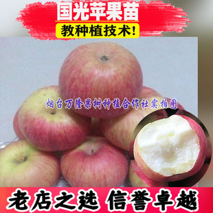 苹果树果苗国光苹果苗小国光酸甜座果率高丰产晚熟耐贮南北方种植