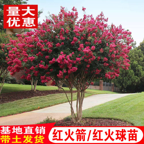 丛生紫薇树苗地栽红火箭紫薇花树苗庭院花卉绿化工程盆栽耐寒植物