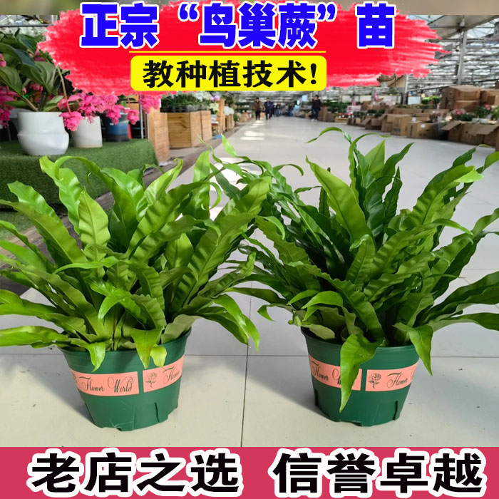 （壮苗）山东基地鸟巢蕨盆栽绿植