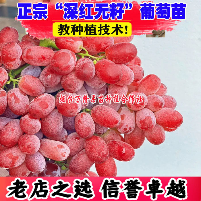 葡萄树苗深红无籽红提苗无核爬藤王澳洲美人指葡萄果树盆栽地栽
