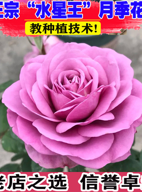 水星王阳台月季花苗大花浓香蓝紫色多头勤花微月灌木花卉盆栽玫瑰