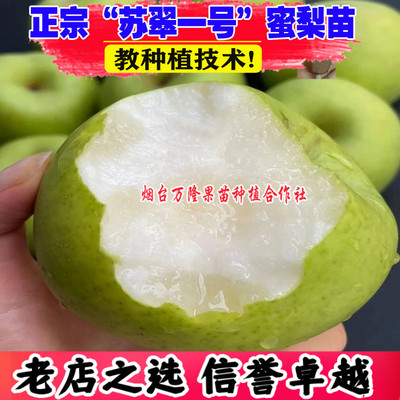 苏翠一号梨树苗新品种极早熟香甜