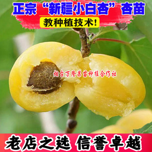 杏树果苗嫁接新疆小白杏树苗早熟甜油杏子南北方种植当年结果特大