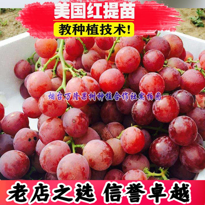 美国无籽大红提子葡萄苗特大红地球果树果苗南北方种植品种盆地栽