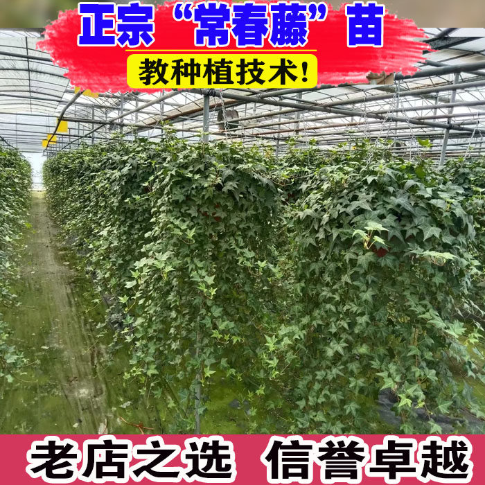 常春藤盆栽好养植物室内垂吊兰长春水培爬藤青叶花叶雪莹绿植花园,鲜花速递/花卉仿真/绿植园艺,绿植,淘宝优惠券,粉丝福利购,淘宝优惠卷