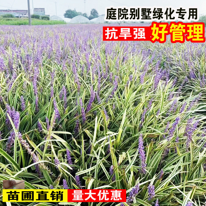 金边麦冬草玉龙草苗植物细叶日本矮麦冬草植物南北方种植庭院花卉