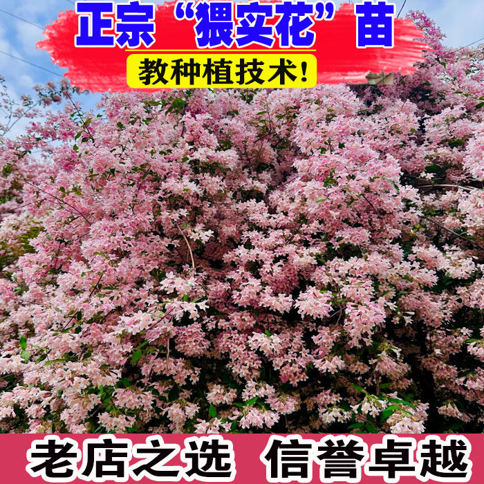 粉花猥实盆栽花苗粉色云朵灌木植物花园庭院骨架植物耐寒热好养活,鲜花速递/花卉仿真/绿植园艺,时令草本花卉,淘宝优惠券,粉丝福利购,淘宝优惠卷