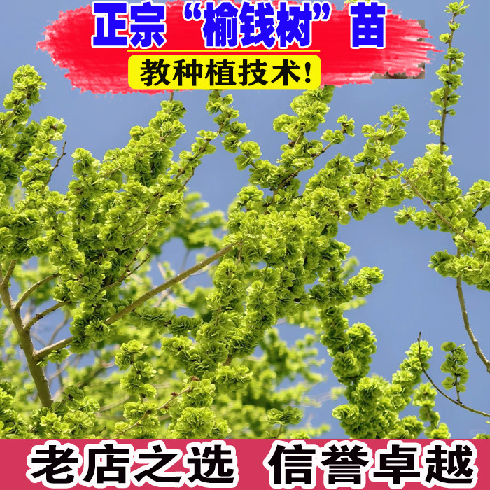 榆树苗榆钱苗可食用白榆家榆苗别墅庭院道路绿化风景树占地拆迁苗