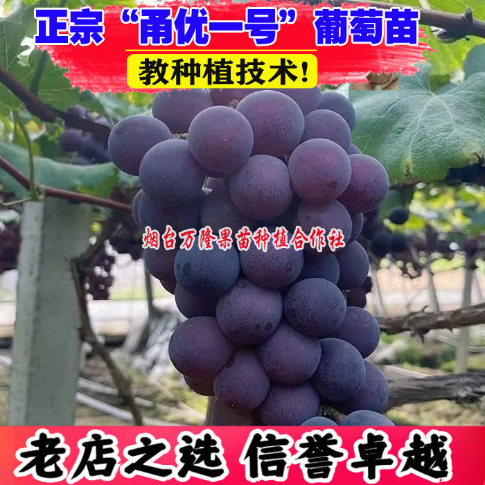 甬优一号葡萄树苗嫁接纯甜葡萄苗甬优1号爬藤庭院地栽果树苗盆栽