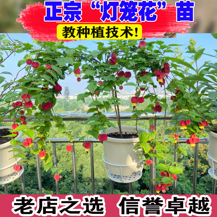 （壮苗）山东基地灯笼花苗四季开图片