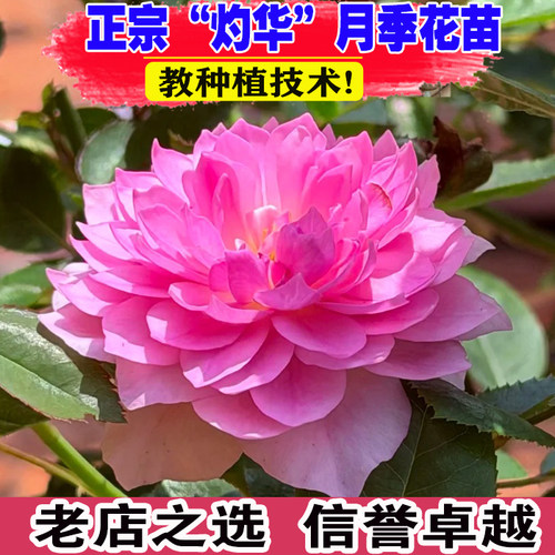 （壮苗）山东基地新品灼华月季花