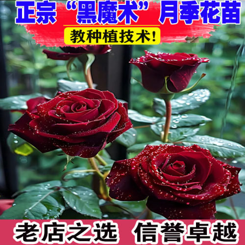 （壮苗）山东基地黑魔术月季花苗