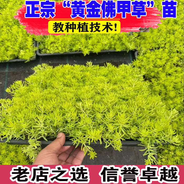 黄金佛甲草盆栽地被植物过路黄姬岩垂草中华景天花镜植物地被观叶