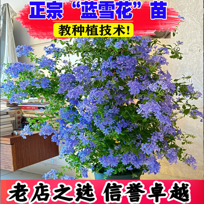 （壮苗）山东基地蓝雪花苗好养