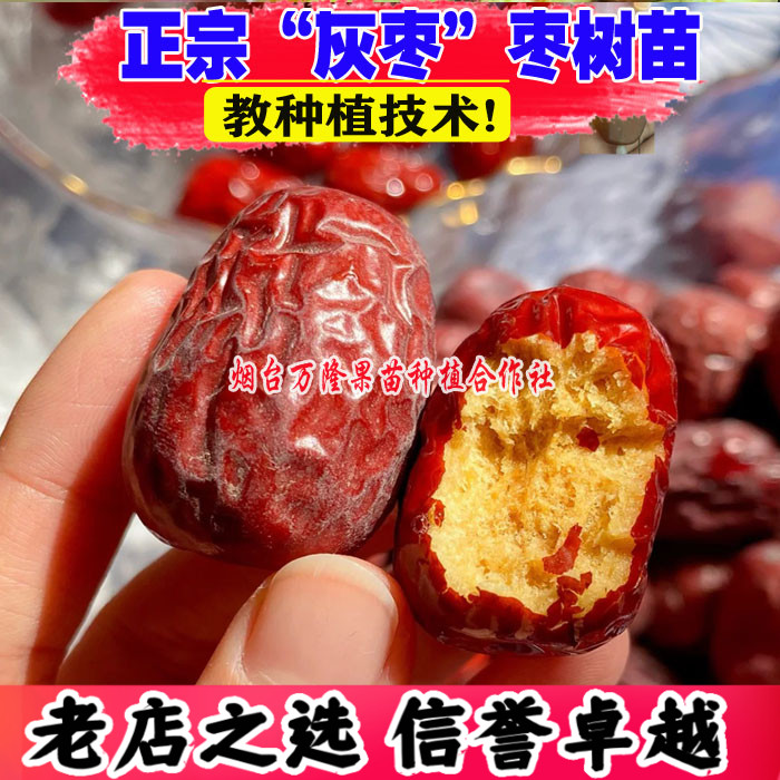 枣树活苗嫁接新疆若羌灰枣树苗吊干大红枣南方北方种植盆地栽果树
