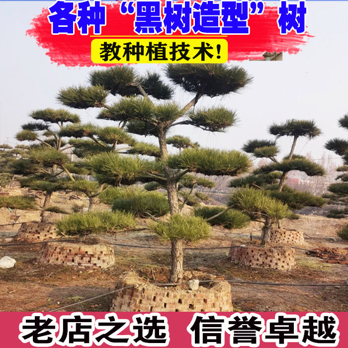 黑松造型树庭院盆景观叶别墅迎客松地景造型不落叶耐寒四季常青树