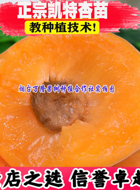 杏树嫁接苗特大 凯特杏杏子苗 果肉橘黄色 早熟 极丰产 当年结果