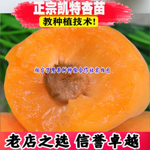 杏树嫁接苗特大 凯特杏杏子苗 果肉橘黄色 早熟 极丰产 当年结果